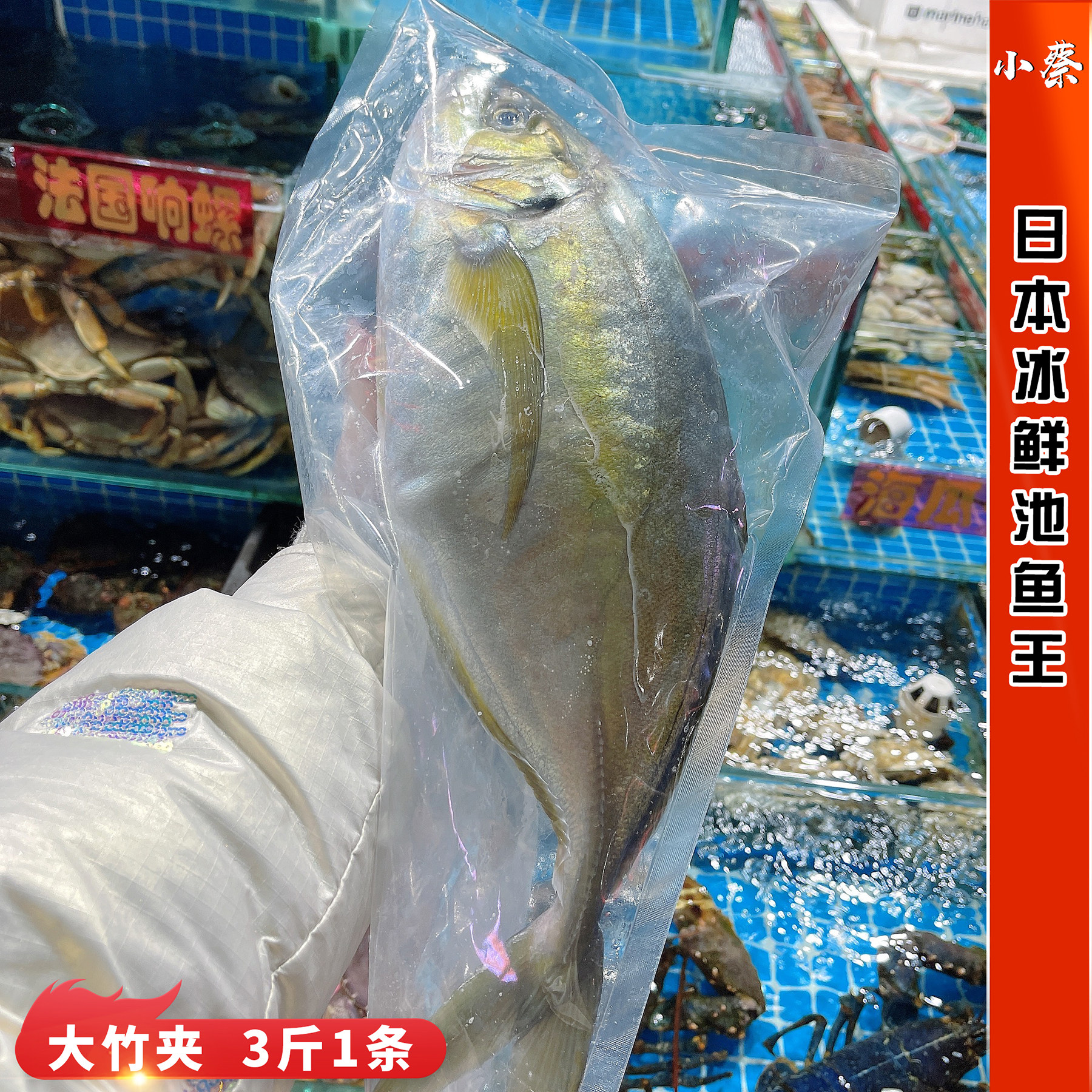 冰鲜池鱼王新鲜大竹荚鱼日料寿司刺身生鱼片深海缟鲹3斤1条