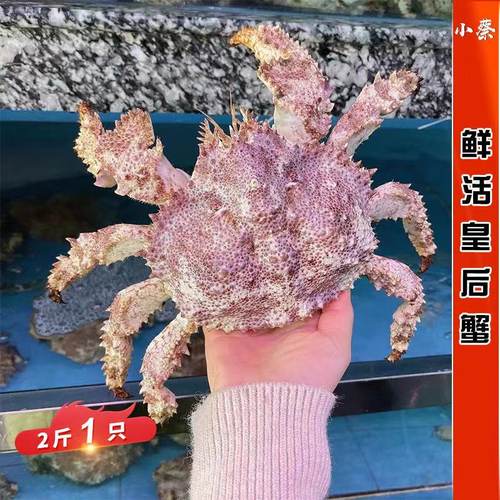 鲜活皇后蟹深海野生大螃蟹海鲜水产非皇帝蟹 帝王蟹 长脚蟹2斤1只