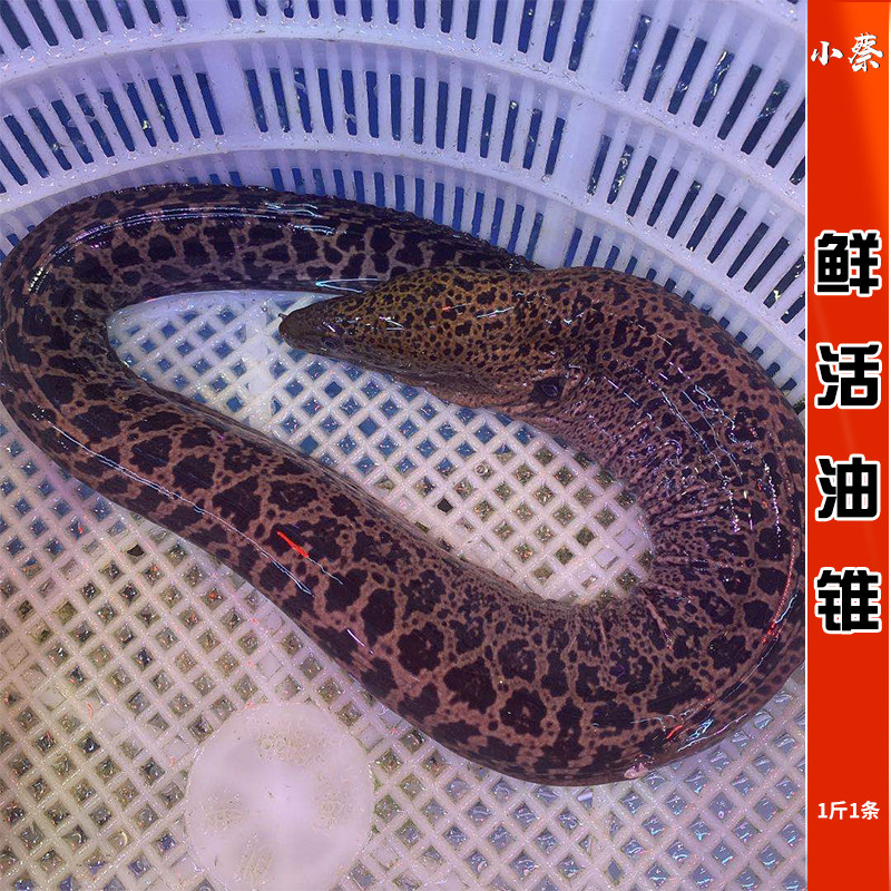 鲜活油锥海鲜水产海鱼海鳗活体鳗鱼花鳗金钱鳗石鳗黑耳鳗