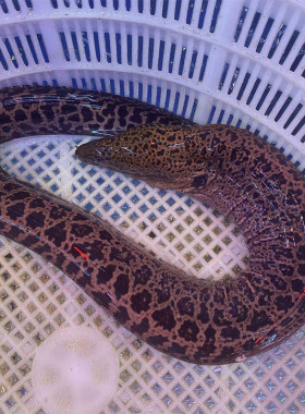 鲜活油锥海鲜水产海鱼海鳗活体鳗鱼花鳗金钱鳗石鳗黑耳鳗  1斤1条