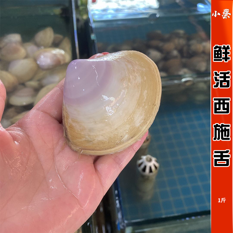 鲜活西施贝海鲜水产贵妃蚌野生西施舌 大黄蚬 大芒果螺红心贝蛤蜊
