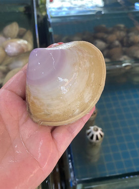 鲜活西施贝海鲜水产贵妃蚌野生西施舌 大黄蚬 大芒果螺红心贝蛤蜊
