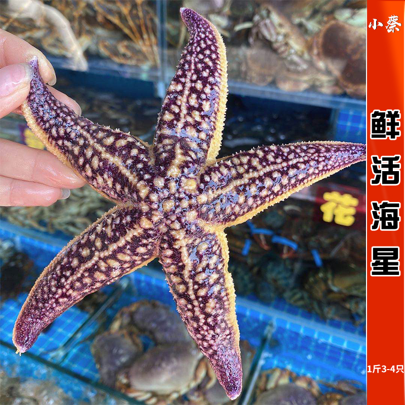鲜活海星活体海鲜水产满籽大海星新鲜大五角星即食刺身1斤3-4只