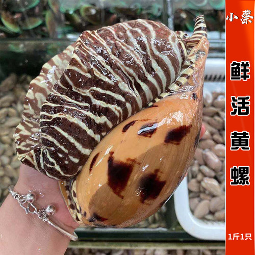 鲜活黄螺海鲜水产贝类新鲜超大海螺油螺木瓜螺椰子螺翡翠螺1斤1只 - 封面