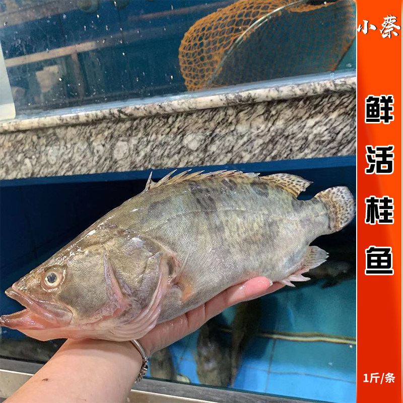 鲜活桂鱼野生淡水活鱼鳜鱼海鲜水产新鲜石斑鱼多宝鱼笋壳鱼1斤/条