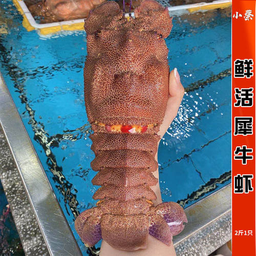 鲜活缅甸犀牛虾 海鲜水产进口琵琶虾九齿扇虾皮皮虾富贵虾2斤1只