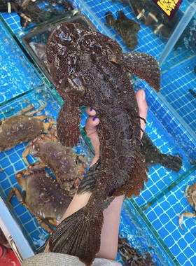 鲜活老虎鱼野生海鲜水产新鲜石头鱼深海鱼活鱼煲汤鱼鲜甜美石斑鱼