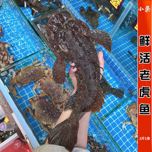 鲜活老虎鱼野生海鲜水产新鲜石头鱼深海鱼活鱼煲汤鱼鲜甜美石斑鱼