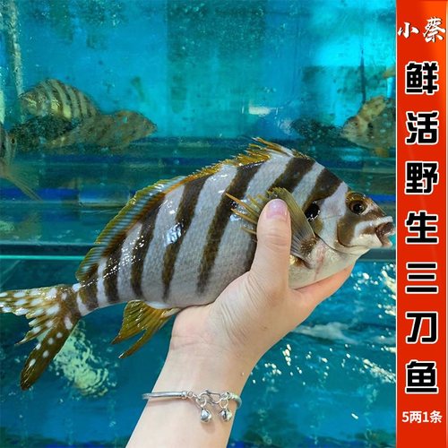 鲜活三刀鱼野生进口海鲜水产深海活鱼东星斑苏眉鱼龙胆鱼5两/1条