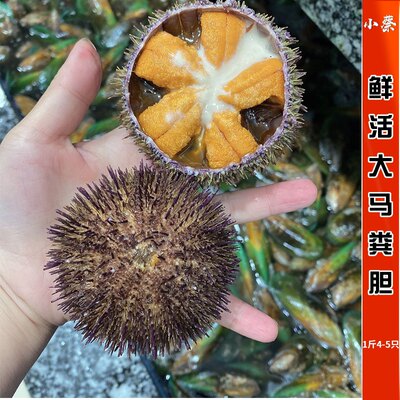 鲜活超大马粪胆海鲜水产海胆马胆 紫胆 黄胆非新鲜海胆肉1斤4-5只