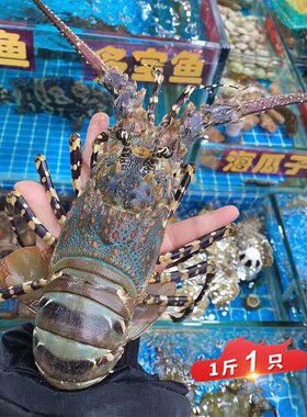 鲜活中华锦绣龙虾花龙海鲜水产非澳洲澳龙超大龙虾小青龙虾1斤1只