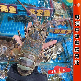 鲜活中华锦绣龙虾花龙海鲜水产非澳洲澳龙超大龙虾小青龙虾1斤1只