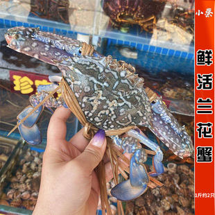 鲜活兰花蟹 海鲜水产新鲜公蟹 白蟹 梭子蟹 红花蟹 肉蟹 1斤2-3只