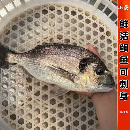 鲜活黑雕鱼海鲜水产新鲜活鱼可刺身活鱼珍雕鱼加吉鱼真雕鱼1斤1条