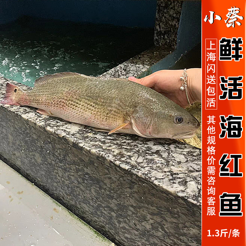 鲜活海红鱼海鲜水产野生活体海鲈鱼新鲜桂鱼笋壳鱼1.3斤/1条