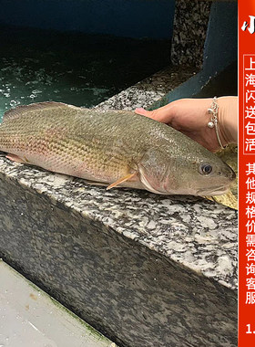 鲜活海红鱼海鲜水产野生活体海鲈鱼新鲜桂鱼笋壳鱼1.3斤/1条