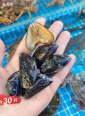 鲜活法国蓝口贝进口海鲜水产半壳贝类翡翠贻贝大青口贝2斤1盒