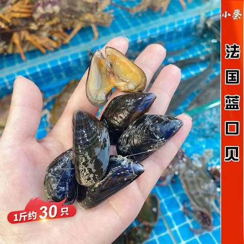 鲜活法国蓝口贝进口海鲜水产半壳贝类翡翠贻贝大青口贝2斤1盒