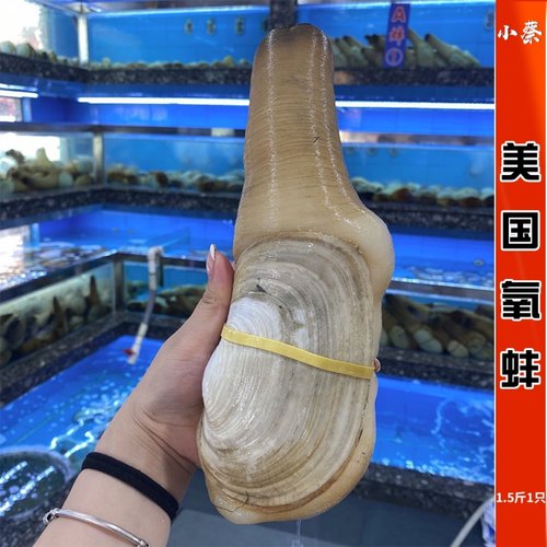鲜活美国氧蚌 象拔蚌 进口干蚌海鲜水产刺身即可食皇帝蚌1.5斤1只