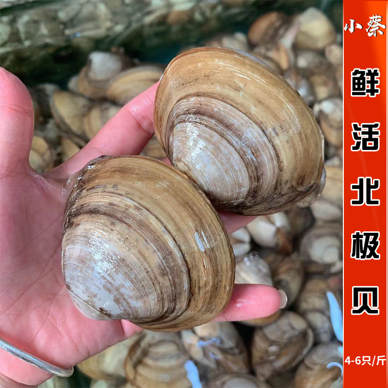 鲜活北极贝野生海鲜水产贝壳类黄贝青口贝黄蚬子文蛤蛤蜊花蛤1斤