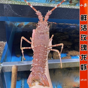 鲜活莫桑比克玫瑰龙虾海鲜水产进口澳洲龙虾 澳龙 红龙波龙1斤1只