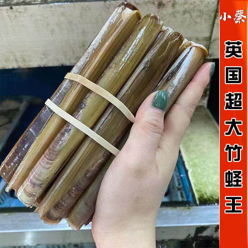 鲜活英国竹蛏王海鲜水产超特大特大竹蛏王贝类竹节蛏双头蛏 2斤