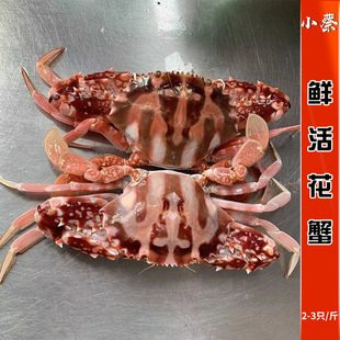 鲜活红花蟹野生海鲜水产超大花蟹新鲜活体海螃蟹梭子蟹2-3只1斤