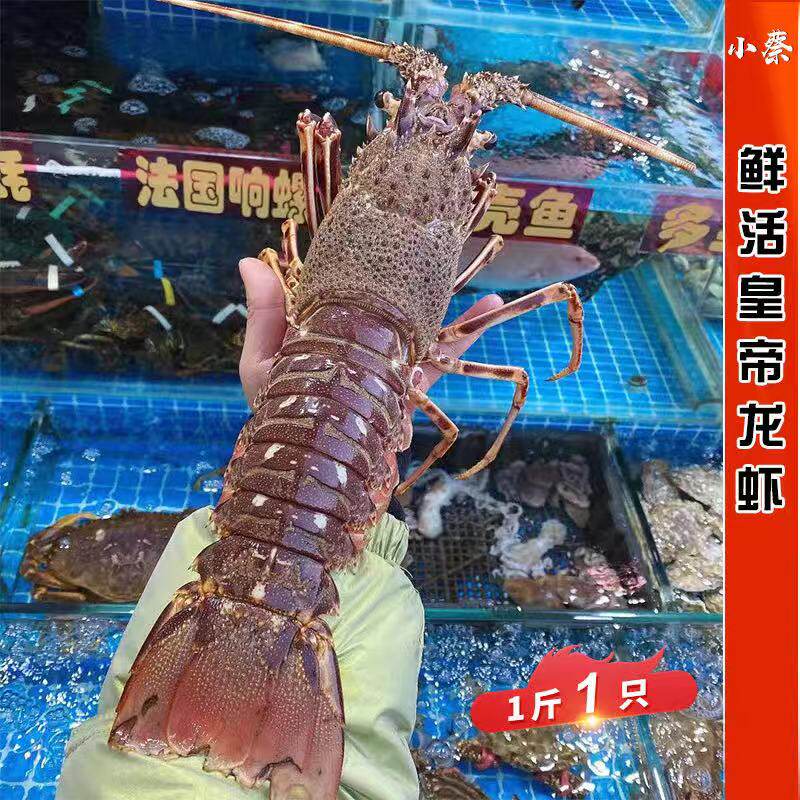 鲜活皇帝龙虾海鲜水产野生超大龙虾非澳龙青龙波龙红龙花龙1斤1只