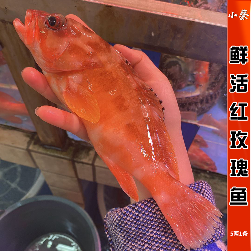 鲜活红玫瑰野生水产深海石斑鱼