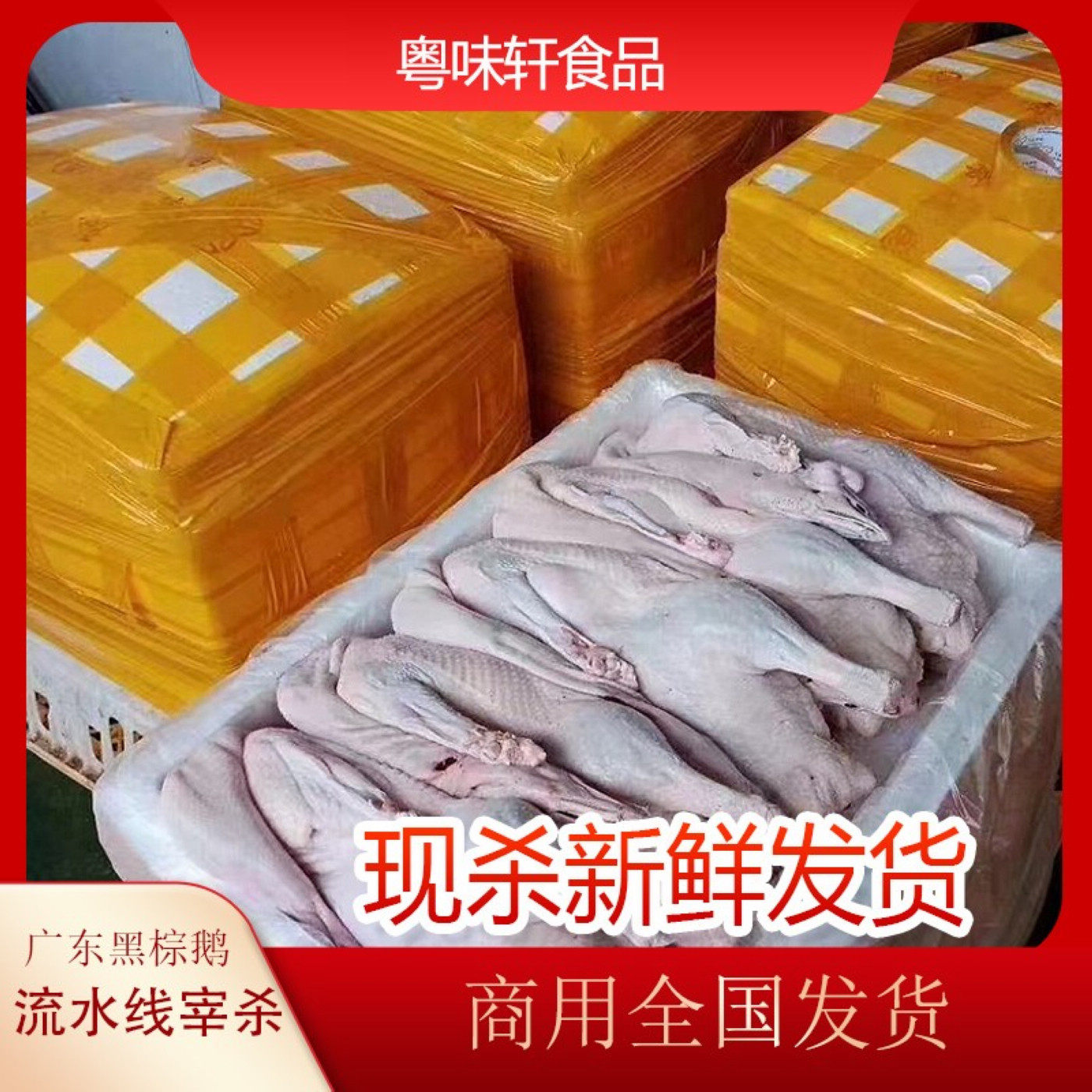 新鲜现杀广东清远黑棕棚鹅整只光鹅烧鹅酒店烧腊港式餐厅原材料