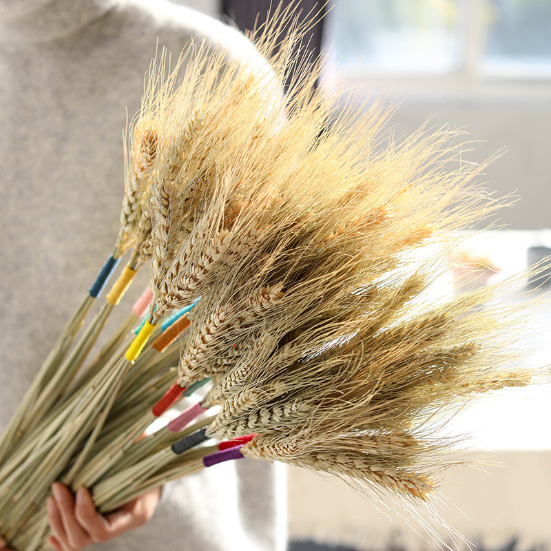 麦穗装饰摆件彩绳小清新开业招财创意橱窗道具大麦天然真干花花束