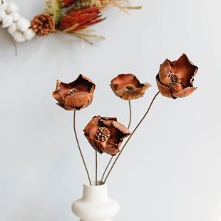 侘寂风大椰子花进口干花干果风干真花民宿软装 饰摆件椰壳 样板房装