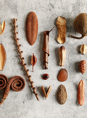 进口天然植物标本干果干花相框diy材料树洞鱼缸爬宠躲避创意果实