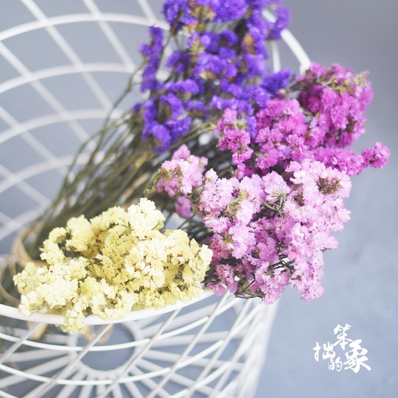 勿忘我干花花束 云南天然真花办公室客厅装饰摆设ins风干花永生花