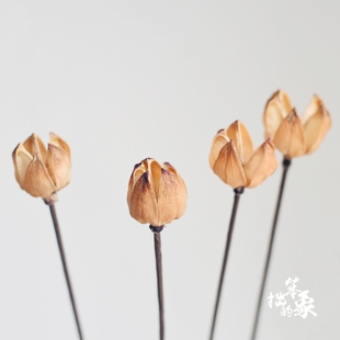 洛神果干花真花艺术天然干果文艺小清新永生花客厅拍摄道具小干花