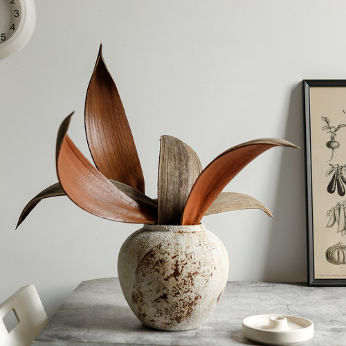 巴西进口可可叶子高级插花装饰