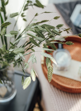 进口天然小盼草绿色干花花束真花风干森系客厅摆设装饰插花钻石草