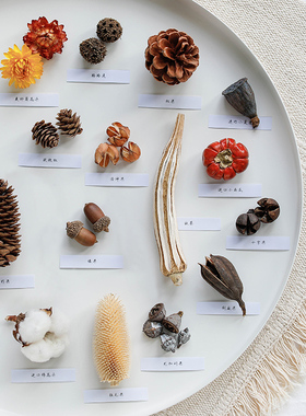 松果莲蓬橡果幼儿园手工制作创意干花包小干树枝装饰复古拍摄道具