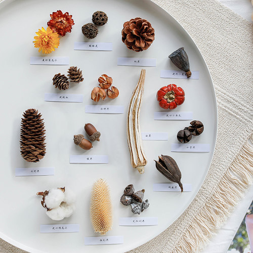 真干果松果橡果莲蓬等diy材料