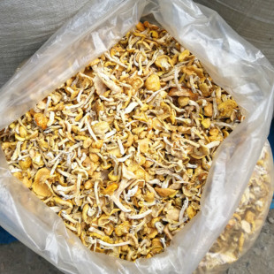 小黄蘑菇东北小鸡炖蘑香菇无根松蘑鸡油黄滑子菇油蘑500g包邮头茬