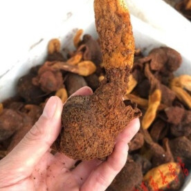 锁阳顶天柱不老草锁春草农家中新鲜干货特产泡酒料肉苁蓉淫羊