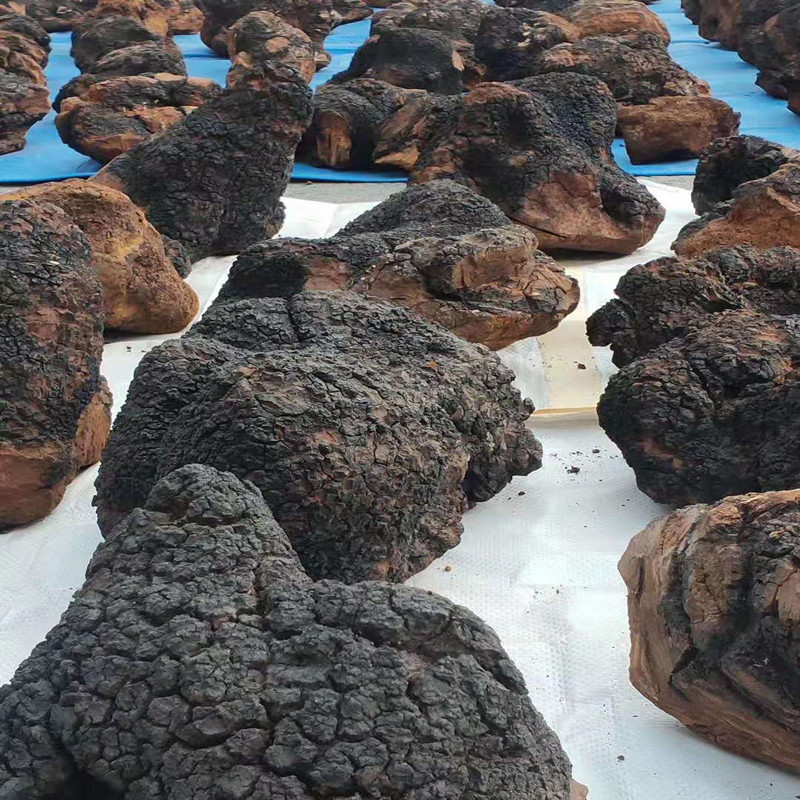 一斤整块桦树茸野生白桦树黄树舌灵芝长白山桦褐孔菌新鲜干货特产