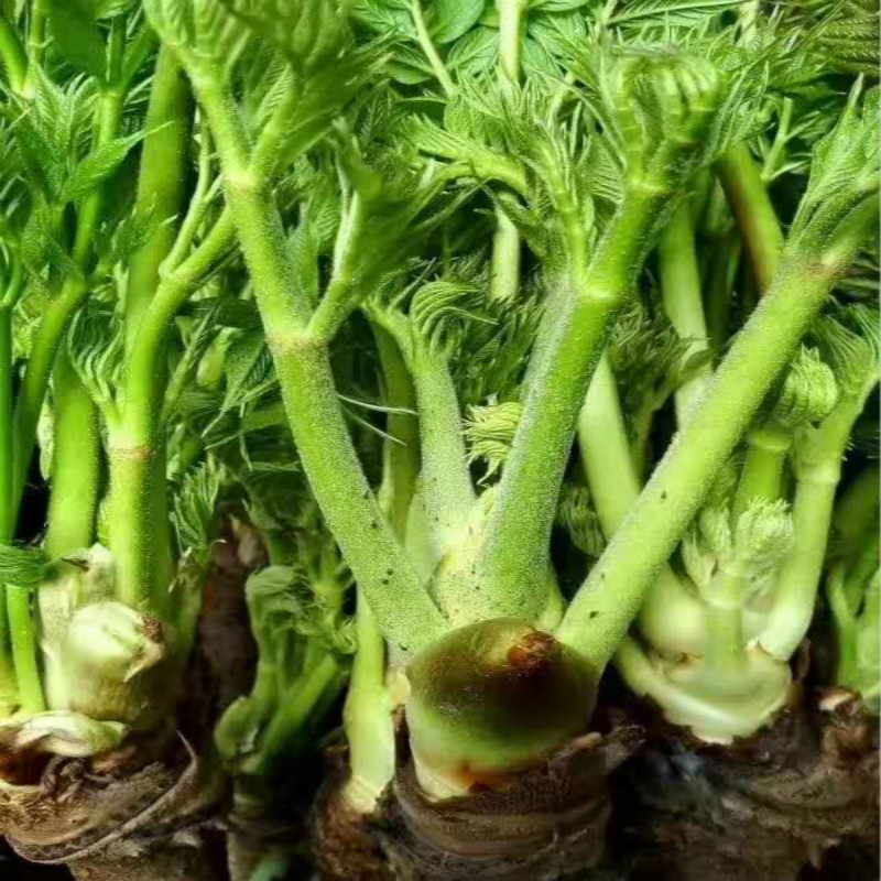 刺嫩芽 新鲜山野菜 刺龙牙 刺老芽 长白山农家野菜 500g满2件包邮