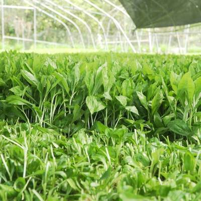 新鲜马兰头 红梗菜 鸡儿菜 上海直发 炒食 凉拌佳品 蔬菜