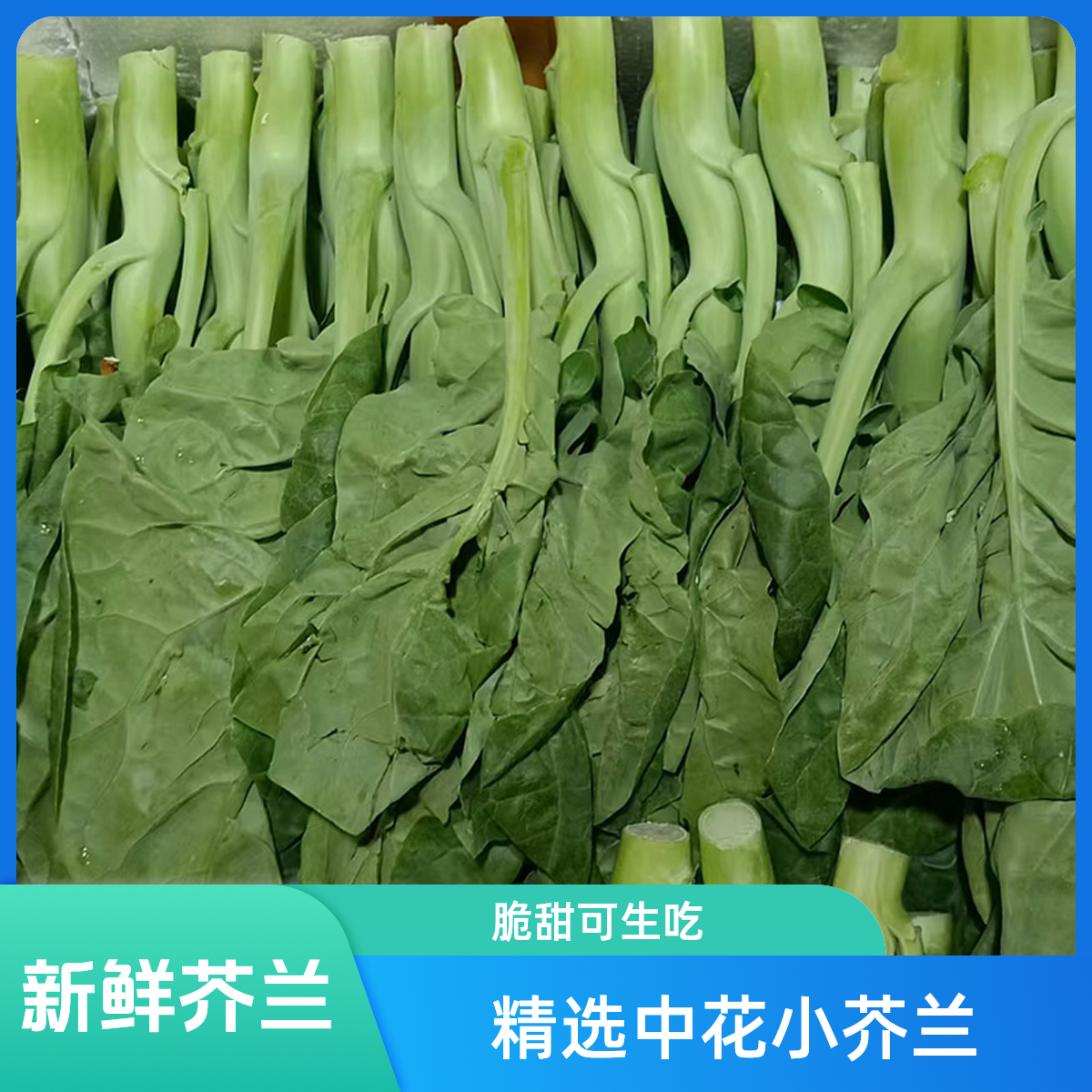 新鲜小芥兰 中花 芥兰菜 芥蓝