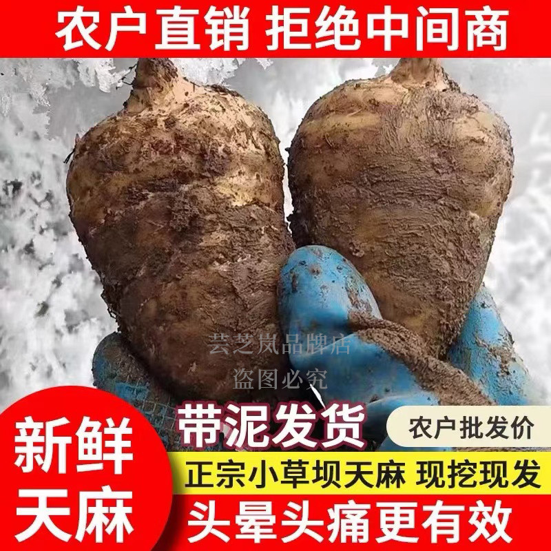 天麻天麻云南昭通小草坝仿野生特级新鲜天麻包邮产地直发天麻新鲜