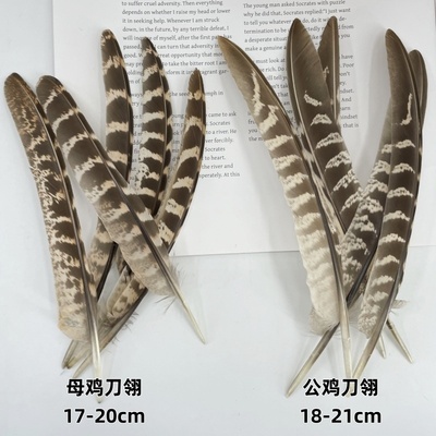 批发天然羽毛公鸡刀翎舞台表演道具母鸡刀翎工艺品装饰手工艺材料