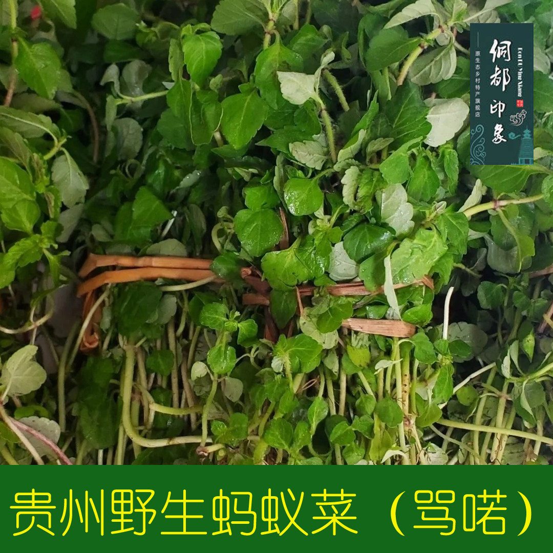蚂蚁菜骂喏贵州毛毛菜 野菜 烧鱼沾水 香野菜 每份1斤 不带根包邮
