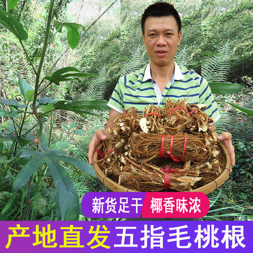 野生广东河源特产五指毛桃根
