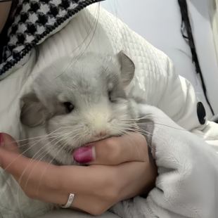龙猫活物小龙猫活体宠物幼崽长毛标灰银斑紫灰送笼子视频挑选